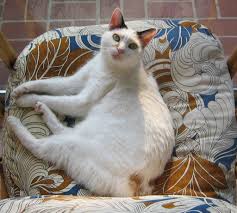 9 Cat Breeds That Love Water Japanese Bobtail Bobtail Cat Cat Breeds