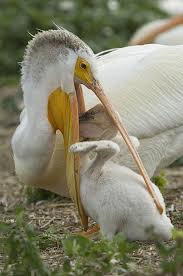 Sea Bird With Big Mouth Pelican Feeding Time Birds Puffins Bird Beautiful Birds
