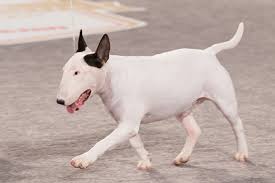 Descent, origin, pedigree, genealogy, blood, parentage, history, radical, radix. Anjing Bull Terrier Jenis Anjing Ras Bull Terrier