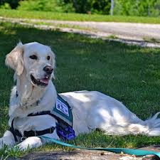 2 how do i train my dog to perform specific tasks for me? Service Dog Training In Nebraska Lost Creek Training