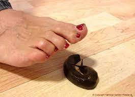 Get Rid Of Slugs In The House