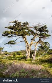 Image result for Widdringtonia