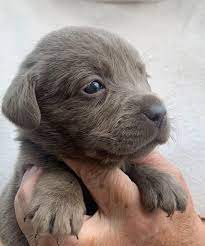 Golden retriever puppy for sale in rowley, ma, usa. Love Pets Lab Puppies For Sale Bangor Maine American Facebook