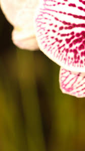 Image result for Orchidaceae