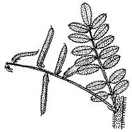 Image result for Indigofera colutea