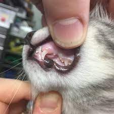Kittens can eat solid food as early as five weeks. Kitten Teeth Advanced Animal Dentistry