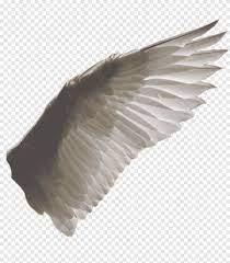 Maybe you would like to learn more about one of these? Sayap Burung Kerbau Sayap Elang Botak Burung Png Pngegg