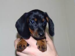 Miniature Dachshund Puppies For Sale Miniature Dachshund Puppies For Sale In Peace River Alberta Dachshund Puppy Miniature Dachshund Puppies Puppies