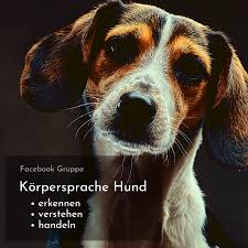 Pin Auf Hunde Erziehen