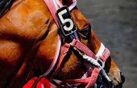 Embarr, this mythical horse belongs to niamh and lugh. 235 Famous Horse Names Lovetoknow