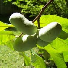 Asiminier Paw Paw Mangue Du Canada Papaye Rustique Vente En Ligne De Plants De Asiminier Paw Paw Mangue Du Canada Papaye Rustique Pas Cher Leaderplant
