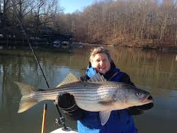 Big Catch Patsy Cannon caught this 15lb. 12oz. Striper while fishing