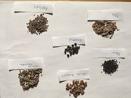 We did not find results for: Growing Herbs From Seed 5 Tips For Success Starting Garden Plants From Seed Herb Garden Gal