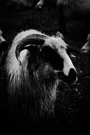 400 Best Goat Photos 100 Free Download Pexels Stock Photos Free hd wallpaper, images & pictures of goat, download photos of animals for your desktop. pexels stock photos