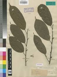 Image result for Coula edulis