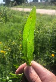 Image result for Pascalia glauca