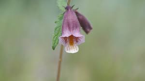 Image result for Ceratotheca sesamoides