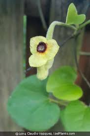 Image result for Aristolochia promissa
