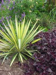 Using Architectural Plants In The Garden The Garden Glove Architectural Plants Plants Yucca Plant