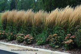 What A Stunning Screen This Ornamental Grass Makes Feather Reed Grass Privacy Landscaping Backyard Landscaping Driveway Landscaping