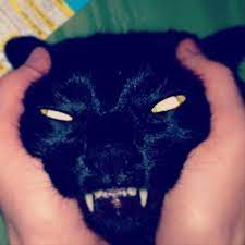 even more proof that cats are pure evil 20 pics daily lol pics evil cat cats evil dog