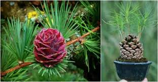 How To Grow Pine Trees From Pine Cone Seeds How To Instructions How To Instructions Pine Cone Seeds Pine Cone Tree Tree Seedlings