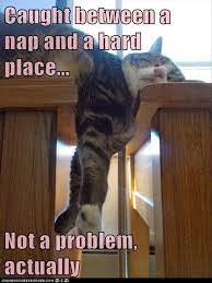 Funny Pictures 38 Pics Funny Animal Pictures Cat Memes Cat Nap