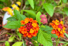 Image result for Lantana rugosa