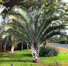 Image result for Dypsis decaryi