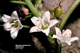 Image result for Sopubia ramosa