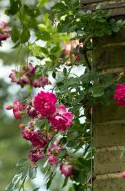 Kletterrosen Schneiden Wann Wie Und Wie Oft Stockrosen Pflanzen Garten Pflanzen Kletterrosen