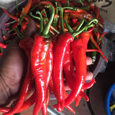 Lada cili sayur merah gambar unduh gratis. Cili Merah Cabai Besar Cabai Hidup Cili Merah Kampung Facebook