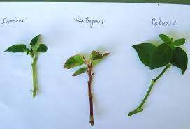 The best time to plant impatiens start your impatiens (impatiens walleriana) seeds indoors in late winter or spring, eight to 10 weeks before the end of frost in your area. How To Propagate Petunias Wax Begonias Impatiens For Winter Bloom Indoors Kevin Lee Jacobs