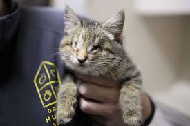 Still others are feral or community cats with little chance at adoption. Abandoned Kitten Who Lost Eyesight Finds Home With Family Of Adopted Children Gma