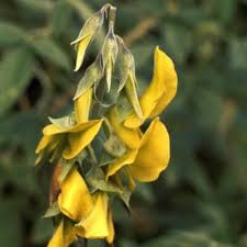 Image result for Emilia juncea