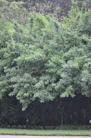 Image result for Cassinopsis ilicifolia