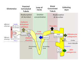 Image result for Loop Diuretic