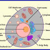 Rer rough endoplasmic reticulum synthesizes proteins for secretion membrane proteins and organelle proteins. 1