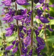 Image result for Coleus barbatus