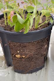 Maybe you would like to learn more about one of these? Potatoes Growing And Harvesting Potatoes With Lifestyle Home Garden