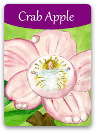 Gallery With 38 Bach Flower Cards Bach Flower Cards Florais De Bach Flores Essencia Floral