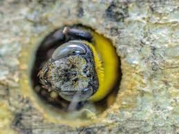 Carpenter bees (xylocopa spp.) look like bumble bees. How To Stop Carpenter Bees From Destroying Your Wood Structures