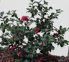 Botanical Name Camellia Sasanqua Many Colors And Varieties Are Available Setsugekka Is Shown Here Usda Zones 7 To 10 Find Y Plants Usda Zones Japonica