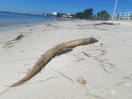 Is it only in florida? Wmnf Red Tide Lingers On Pinellas Beaches And In Tampa Bay Wmnf