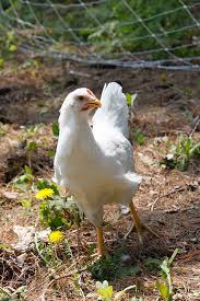 Breeders and fanciers of chickens accurately describe the colours and patterns of the feathers of chicken breeds and varieties. Solid White Chicken Plumage Wikiwand
