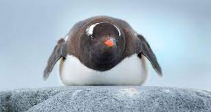 If you don't know why that word is so hateful towards black people, i'd point anyone with this question towards an american history book. Why Some Penguin Feathers Never Freeze Science News For Students