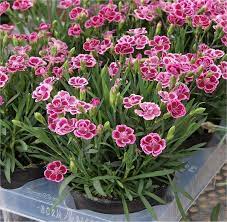 Dianthus pink kisses ('kledg12163') (pbr) pink. Dianthus Pink Kisses Fragrant Pink Special Deals Garden Plants