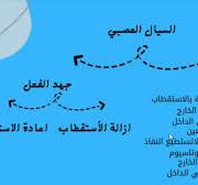 ‫شرح الية انتقال السيال العصبي| الجزء الثالث |الوحدة الاولى| احياء‬‎
