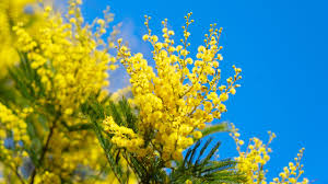 Image result for Mimosa