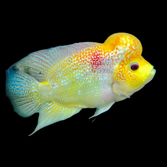 Flowerhorn Cichlid Golden Monkey 8cm Sub Adult Male – Sims Tropical Fish | Tropical Fish, Aquarium, Fish Store
